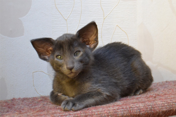 ������������ ������� �damas Elsass