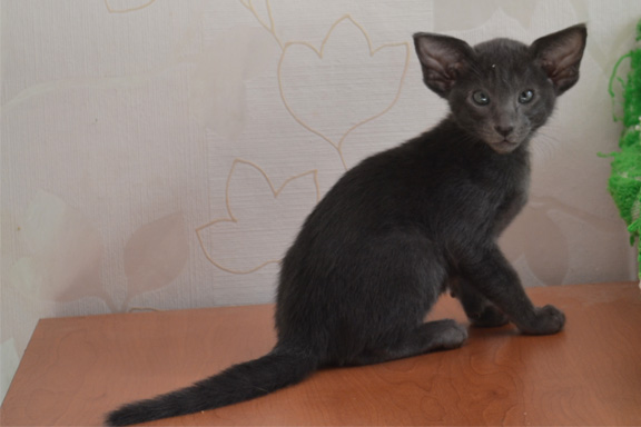 ������������ ����� �damas Elsass.