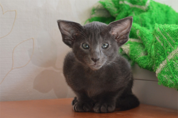 ������� ������������ ������� �� ��������� ������