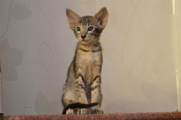 �damas Exuma - ������������ �������