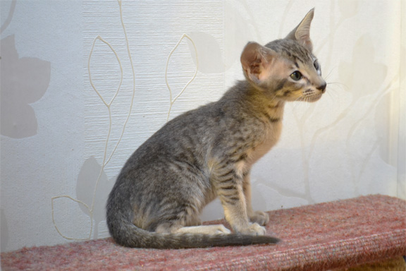 ������� �damas Exuma