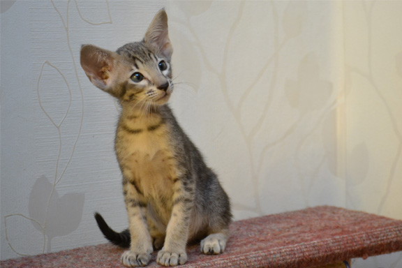 ������������ ������� ��������� �������