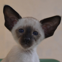 ������� Garrison