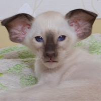 ������� Geronimo