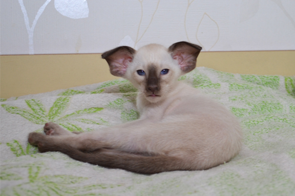 �������� ������� Adamas Geronimo