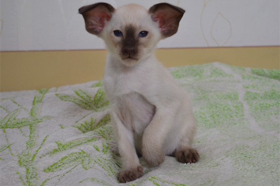 �������� �������. 