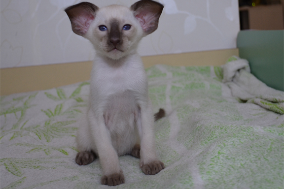 �������� �������