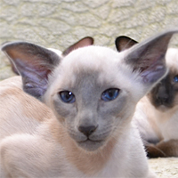 ������� Gilbert