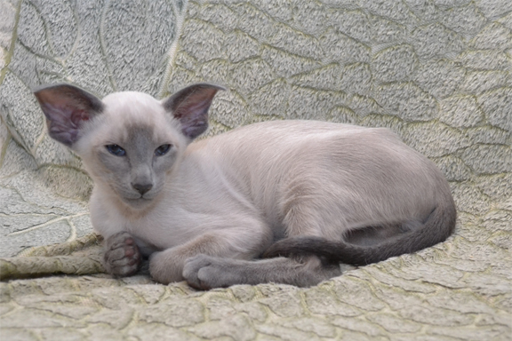 �������� ������� Adamas Gilbert