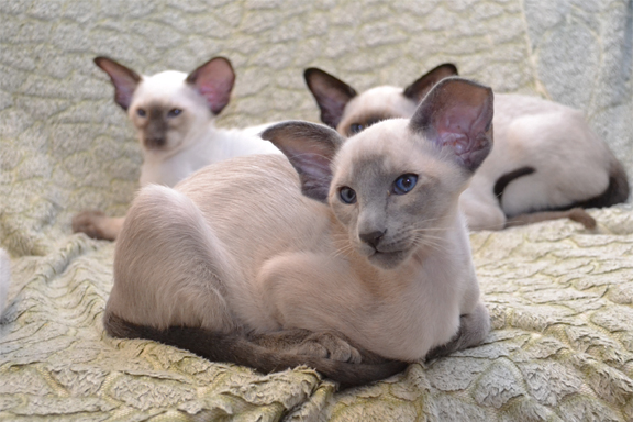 �������� �������.