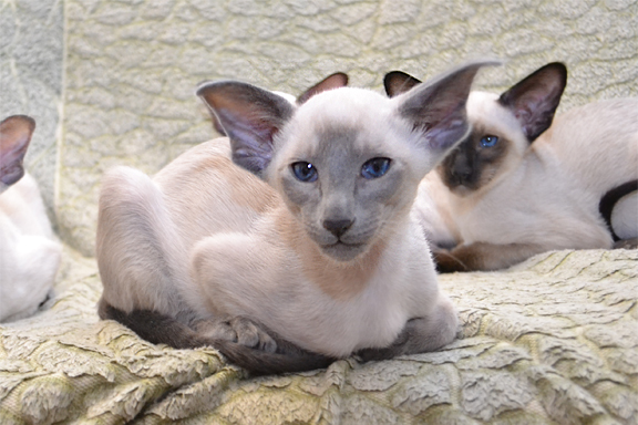 ��������� ����