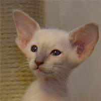 ������� Gladis