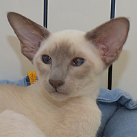 ������� Garvin