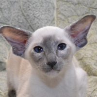 ������� Geneva