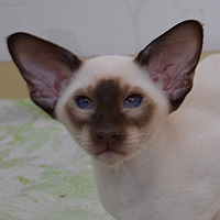 ������� Goodwin