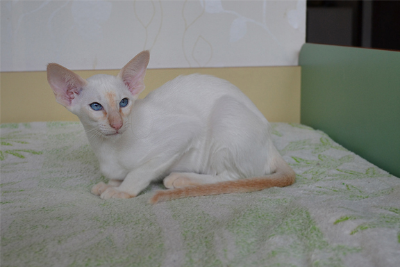 �������� ������� Adamas Hanna