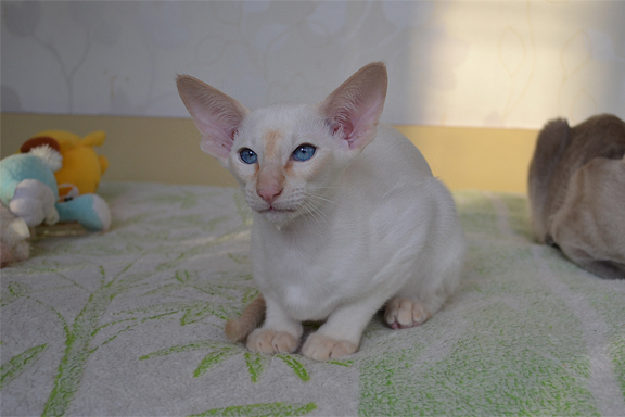 ����������� �������� �������. ����.