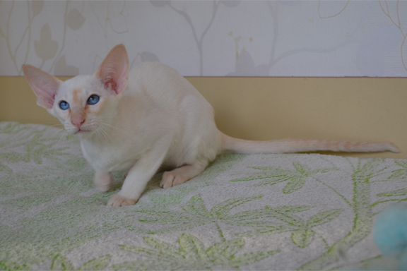 �������� �������