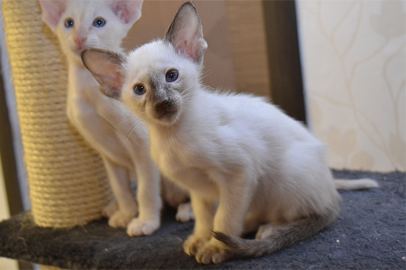 �������� ������� Adamas Houma