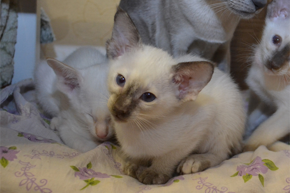 �������� �������. 