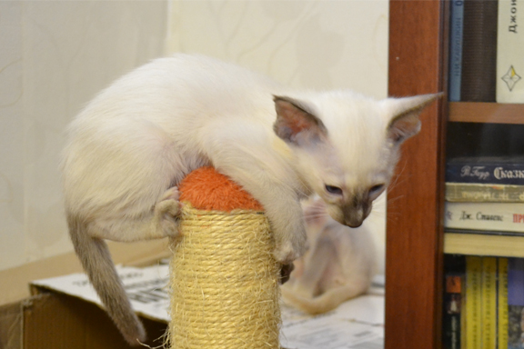 �������� �������