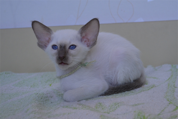 �������� ������� Adamas Harvard