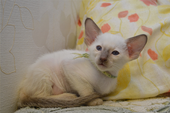 �������� �������.