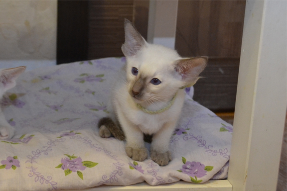 ��������� ����