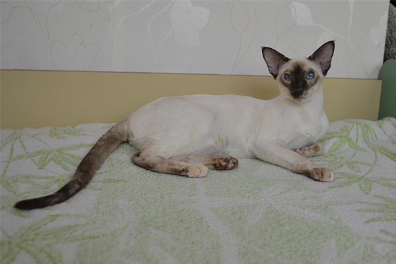 �������� ������� Adamas Harmony