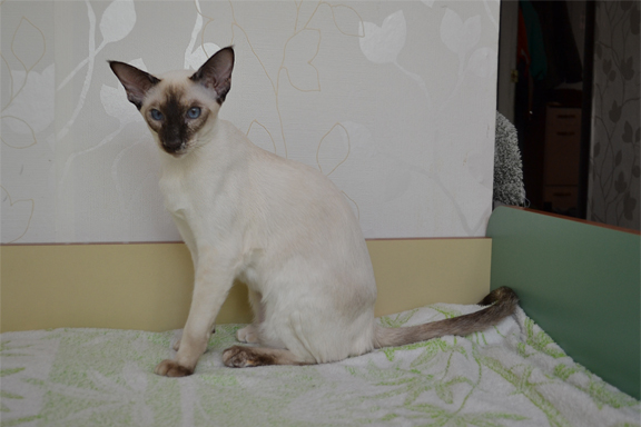 �������� ������� ������ Harmony.